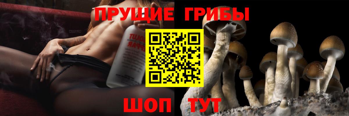 Гатчина  Псилоцибиновые грибы Psilocybine cubensis  Вход с VPN  Галлюциногенные грибы прущие грибы 